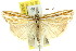  ( - 11ANIC-04255)  @11 [ ] CreativeCommons - Attribution (2011) ANIC/CBG Photography Group Centre for Biodiversity Genomics