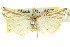  (Hednota enneagrammos - 11ANIC-04260)  @11 [ ] CreativeCommons - Attribution (2011) ANIC/CBG Photography Group Centre for Biodiversity Genomics