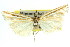  (Hednota sp. B - 11ANIC-04263)  @11 [ ] CreativeCommons - Attribution (2011) ANIC/CBG Photography Group Centre for Biodiversity Genomics