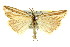  ( - 11ANIC-04264)  @15 [ ] CreativeCommons - Attribution (2011) ANIC/CBG Photography Group Centre for Biodiversity Genomics