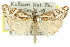  (Hednota eremenopa - 11ANIC-04274)  @14 [ ] CreativeCommons - Attribution (2011) ANIC/CBG Photography Group Centre for Biodiversity Genomics