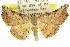 (Coelocrossa hypocrocea - 11ANIC-04306)  @14 [ ] CreativeCommons - Attribution (2011) ANIC/CBG Photography Group Centre for Biodiversity Genomics