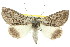  ( - 11ANIC-04312)  @11 [ ] CreativeCommons - Attribution (2011) ANIC/CBG Photography Group Centre for Biodiversity Genomics