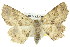  ( - 11ANIC-04335)  @11 [ ] CreativeCommons - Attribution (2011) ANIC/CBG Photography Group Centre for Biodiversity Genomics
