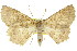  ( - 11ANIC-04336)  @11 [ ] CreativeCommons - Attribution (2011) ANIC/CBG Photography Group Centre for Biodiversity Genomics