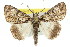  ( - 11ANIC-04358)  @13 [ ] CreativeCommons - Attribution (2011) ANIC/CBG Photography Group Centre for Biodiversity Genomics
