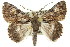  ( - 11ANIC-04360)  @14 [ ] CreativeCommons - Attribution (2011) ANIC/CBG Photography Group Centre for Biodiversity Genomics