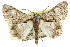  ( - 11ANIC-04362)  @13 [ ] CreativeCommons - Attribution (2011) ANIC/CBG Photography Group Centre for Biodiversity Genomics