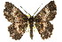  ( - 11ANIC-04447)  @13 [ ] CreativeCommons - Attribution (2011) ANIC/CBG Photography Group Centre for Biodiversity Genomics