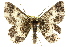  ( - 11ANIC-04449)  @13 [ ] CreativeCommons - Attribution (2011) ANIC/CBG Photography Group Centre for Biodiversity Genomics
