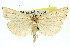  (Hednota ancylosticha - 11ANIC-04466)  @14 [ ] CreativeCommons - Attribution (2011) ANIC/CBG Photography Group Centre for Biodiversity Genomics