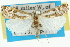  ( - 11ANIC-04469)  @14 [ ] CreativeCommons - Attribution (2011) ANIC/CBG Photography Group Centre for Biodiversity Genomics