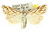  (Hednota pleniferellus - 11ANIC-04473)  @15 [ ] CreativeCommons - Attribution (2011) ANIC/CBG Photography Group Centre for Biodiversity Genomics