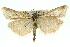  ( - 11ANIC-04477)  @13 [ ] CreativeCommons - Attribution (2011) ANIC/CBG Photography Group Centre for Biodiversity Genomics