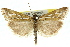  (Hednota urithrepta - 11ANIC-04478)  @14 [ ] CreativeCommons - Attribution (2011) ANIC/CBG Photography Group Centre for Biodiversity Genomics
