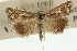  (Hednota toxotis - 11ANIC-04479)  @11 [ ] CreativeCommons - Attribution (2011) ANIC/CBG Photography Group Centre for Biodiversity Genomics