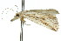  (Charltoniada - 11ANIC-04483)  @12 [ ] CreativeCommons - Attribution (2011) ANIC/CBG Photography Group Centre for Biodiversity Genomics