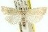  ( - 11ANIC-04494)  @14 [ ] CreativeCommons - Attribution (2011) ANIC/CBG Photography Group Centre for Biodiversity Genomics
