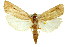  ( - 11ANIC-04499)  @14 [ ] CreativeCommons - Attribution (2011) ANIC/CBG Photography Group Centre for Biodiversity Genomics