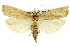  ( - 11ANIC-04503)  @11 [ ] CreativeCommons - Attribution (2011) ANIC/CBG Photography Group Centre for Biodiversity Genomics