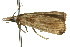 ( - 11ANIC-04507)  @12 [ ] CreativeCommons - Attribution (2011) ANIC/CBG Photography Group Centre for Biodiversity Genomics