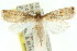  ( - 11ANIC-04512)  @13 [ ] CreativeCommons - Attribution (2011) ANIC/CBG Photography Group Centre for Biodiversity Genomics