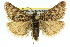  (Tauroscopa - 11ANIC-04517)  @15 [ ] CreativeCommons - Attribution (2011) ANIC/CBG Photography Group Centre for Biodiversity Genomics