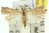  (Culladia sp. ANIC1 - 11ANIC-04531)  @13 [ ] CreativeCommons - Attribution (2011) ANIC/CBG Photography Group Centre for Biodiversity Genomics