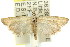  ( - 11ANIC-04534)  @14 [ ] CreativeCommons - Attribution (2011) ANIC/CBG Photography Group Centre for Biodiversity Genomics