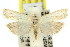  ( - 11ANIC-04535)  @14 [ ] CreativeCommons - Attribution (2011) ANIC/CBG Photography Group Centre for Biodiversity Genomics