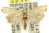  (Ptochostola asaphes - 11ANIC-04536)  @14 [ ] CreativeCommons - Attribution (2011) ANIC/CBG Photography Group Centre for Biodiversity Genomics