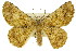  ( - 11ANIC-04585)  @11 [ ] CreativeCommons - Attribution (2011) ANIC/CBG Photography Group Centre for Biodiversity Genomics