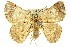  ( - 11ANIC-04619)  @13 [ ] CreativeCommons - Attribution (2011) ANIC/CBG Photography Group Centre for Biodiversity Genomics