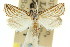  ( - 11ANIC-04859)  @11 [ ] CreativeCommons - Attribution (2011) ANIC/CBG Photography Group Centre for Biodiversity Genomics