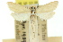  (Scirpophaga phaedima - 11ANIC-04868)  @11 [ ] CreativeCommons - Attribution (2011) ANIC/CBG Photography Group Centre for Biodiversity Genomics