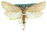  ( - 11ANIC-04871)  @11 [ ] CreativeCommons - Attribution (2011) ANIC/CBG Photography Group Centre for Biodiversity Genomics