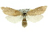  (Scirpophaga imparellus - 11ANIC-04879)  @15 [ ] CreativeCommons - Attribution (2011) ANIC/CBG Photography Group Centre for Biodiversity Genomics