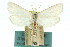  (Niphadoses - 11ANIC-04897)  @12 [ ] CreativeCommons - Attribution (2011) ANIC/CBG Photography Group Centre for Biodiversity Genomics