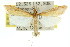  ( - 11ANIC-04899)  @11 [ ] CreativeCommons - Attribution (2011) ANIC/CBG Photography Group Centre for Biodiversity Genomics