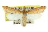  ( - 11ANIC-04900)  @11 [ ] CreativeCommons - Attribution (2011) ANIC/CBG Photography Group Centre for Biodiversity Genomics