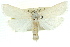  ( - 11ANIC-04905)  @11 [ ] CreativeCommons - Attribution (2011) ANIC/CBG Photography Group Centre for Biodiversity Genomics