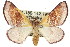  ( - 11ANIC-04965)  @13 [ ] CreativeCommons - Attribution (2011) ANIC/CBG Photography Group Centre for Biodiversity Genomics