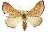  ( - 11ANIC-04969)  @11 [ ] CreativeCommons - Attribution (2011) ANIC/CBG Photography Group Centre for Biodiversity Genomics