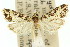  ( - 11ANIC-05052)  @11 [ ] CreativeCommons - Attribution (2011) ANIC/CBG Photography Group Centre for Biodiversity Genomics