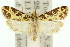  ( - 11ANIC-05054)  @11 [ ] CreativeCommons - Attribution (2011) ANIC/CBG Photography Group Centre for Biodiversity Genomics