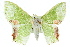  ( - 11ANIC-05135)  @14 [ ] CreativeCommons - Attribution (2011) ANIC/CBG Photography Group Centre for Biodiversity Genomics