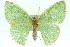  ( - 11ANIC-05150)  @14 [ ] CreativeCommons - Attribution (2011) ANIC/CBG Photography Group Centre for Biodiversity Genomics