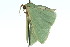  (Chlorocoma halochlora - 11ANIC-05421)  @12 [ ] CreativeCommons - Attribution (2011) ANIC/CBG Photography Group Centre for Biodiversity Genomics