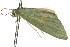 ( - 11ANIC-05468)  @12 [ ] CreativeCommons - Attribution (2011) ANIC/CBG Photography Group Centre for Biodiversity Genomics