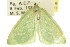  ( - 11ANIC-05486)  @11 [ ] CreativeCommons - Attribution (2011) ANIC/CBG Photography Group Centre for Biodiversity Genomics